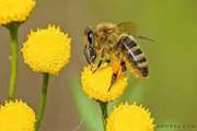 توصیه های بهداشتی به زنبورداران در فصل زنبورداری